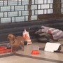 Racket dell'elemosina per le strade con cane: ecco come funziona a Torino
