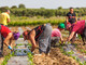 Grugliasco: con l'estate per i contadini arriva anche l'emergenza acqua