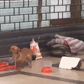 Racket dell'elemosina per le strade con cane: ecco come funziona a Torino