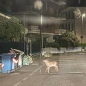 Moncalieri, un piccolo cerbiatto a spasso lungo le vie della città