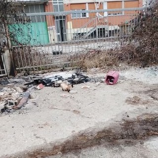 Una immagine di quel che resta della colonia felina distrutta Una immagine di quel che resta della colonia felina distrutta