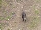 Altro che metro 2, nel vecchio trincerone spunta un cinghiale Altro che metro 2, nel vecchio trincerone spunta un cinghiale