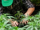 Coltivava in casa e rivendeva droga: nei guai una 55enne di Ala di Stura Coltivava in casa e rivendeva droga: nei guai una 55enne di Ala di Stura