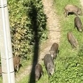 Cinghiali a spasso per Cavoretto, otto esemplari immortalati vicino alle case
