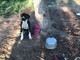 Cumiana, cani rinchiusi in una villa senza cibo né acqua salvati dai Carabinieri e Stradale
