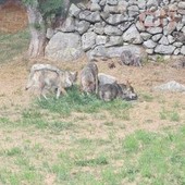 Da Nichelino a Entracque per una due giorni a tu per tu con il lupo