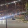Nichelino si attrezza per contenere l'emergenza cinghiali