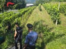 Controlli dei carabinieri contro il fenomeno del caporalato