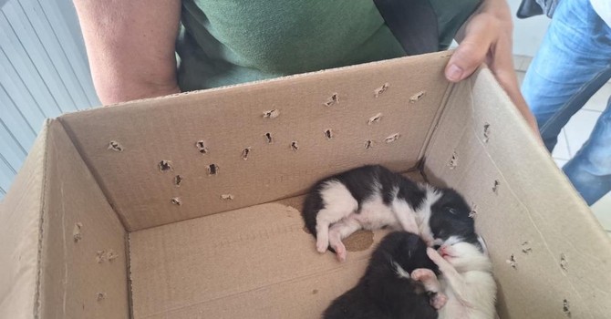 I cuccioli salvati