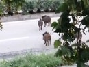 Emergenza cinghiali a Nichelino, un gruppo di ungulati scorrazza tra i rifiuti in via Torricelli Emergenza cinghiali a Nichelino, un gruppo di ungulati scorrazza tra i rifiuti in via Torricelli