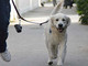Il Comune di Nichelino cerca volontari per i cani delle persone in quarantena