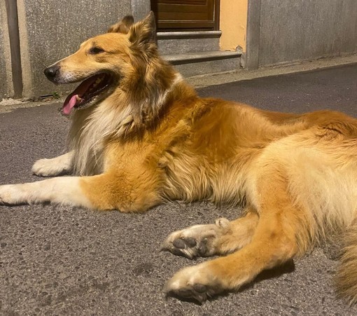 Smarrito un cane collie nella zona di Bibiana