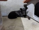 cani