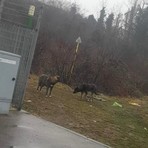 Animali randagi fuori controllo: Torino nord punta sulle sterilizzazioni