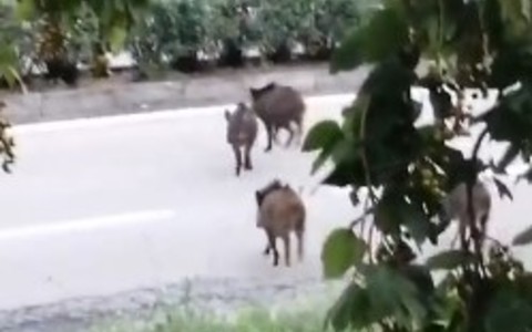 Emergenza cinghiali a Nichelino, un gruppo di ungulati scorrazza tra i rifiuti in via Torricelli