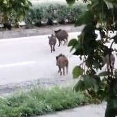 Emergenza cinghiali a Nichelino, un gruppo di ungulati scorrazza tra i rifiuti in via Torricelli