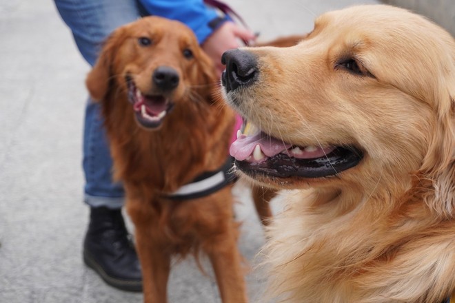 Cani e caldo: in Circoscrizione 2 si propone l’obbligo di acqua in passeggiata