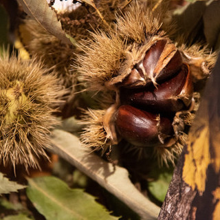 Castagne, musica e sapori unici: torna la magica festa di Gravere Castagne, musica e sapori unici: torna la magica festa di Gravere