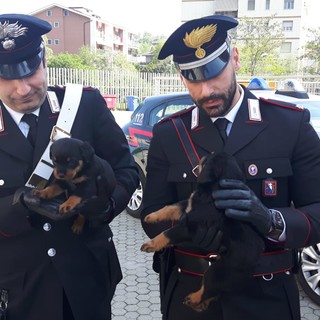 Recuperati dai carabinieri 8 cuccioli di rottweiler, si teme per la sorte del loro proprietario