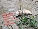 Cane bloccato nel fango