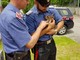 Tavagnasco, cucciolo di capriolo salvato dai Carabinieri