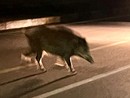 Paura a Mirafiori sud: branco di cinghiali attraversa la strada di notte Paura a Mirafiori sud: branco di cinghiali attraversa la strada di notte