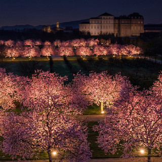 Lo spettacolo dei ciliegi in fiore alla Reggia di Venaria