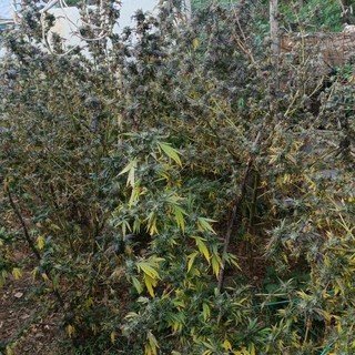 La droga sequestrata dai carabinieri a Corio