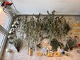Droga e denaro sequestrati a Coassolo Droga e denaro sequestrati a Coassolo
