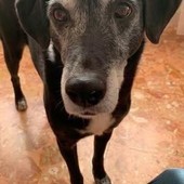 Una immagine di Dix, cui sarà intitolata la nuova area cani Una immagine di Dix, cui sarà intitolata la nuova area cani