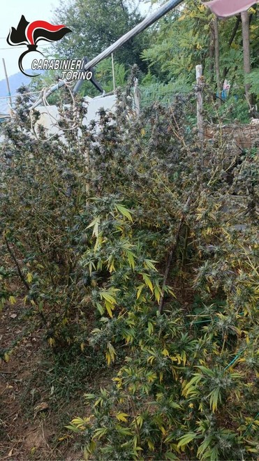 La droga sequestrata dai carabinieri a Corio La droga sequestrata dai carabinieri a Corio