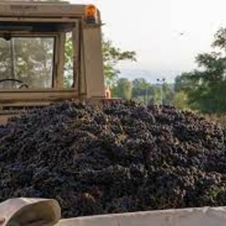 Vendemmia Piemonte, Cia Agricoltori Italiani: «Buone prospettive stagionali per le aziende scampate alla grandine&quot;