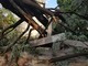 Maltempo, alberi crollano al cimitero Monumentale: tombe danneggiate