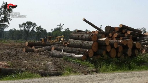 Disboscavano illecitamente un'area, 4 persone indagate