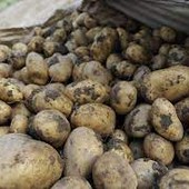 Chianocco e Mocchie si preparano per le sagre &quot;Pane &amp; Acciughe&quot; e la &quot;Sagra della Patata&quot;