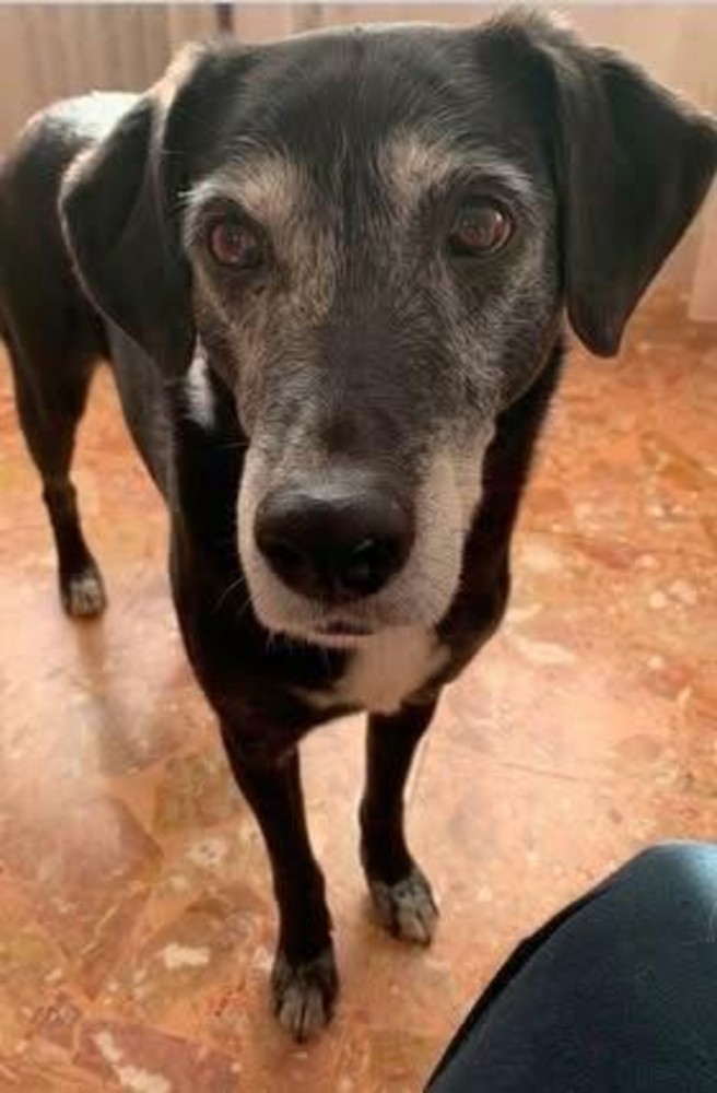 Una immagine di Dix, cui sarà intitolata la nuova area cani