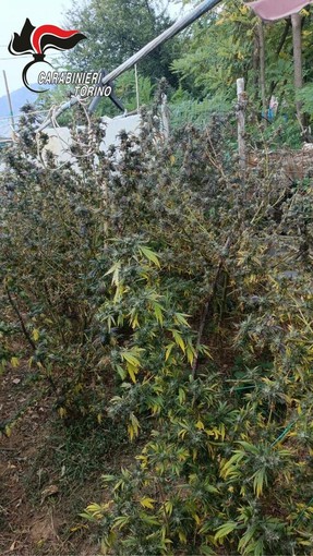 La droga sequestrata dai carabinieri a Corio La droga sequestrata dai carabinieri a Corio