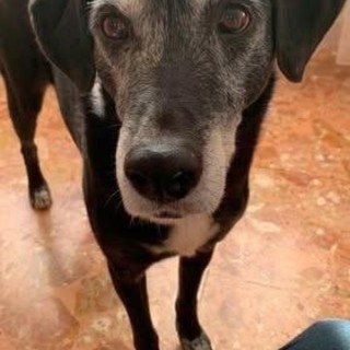 Una immagine di Dix, cui sarà intitolata la nuova area cani