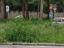 Nel 2025 niente erba alta a Torino: previsti più sfalci nei viali e giardini