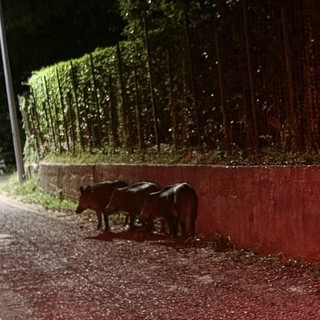 Tassi, volpi e cinghiali: gli incontri più frequenti in collina dopo il tramonto