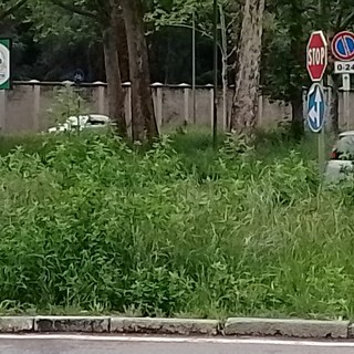 Nel 2025 niente erba alta a Torino: previsti più sfalci nei viali e giardini