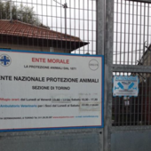 Lavoro al canile di Torino, l’Enpa cerca un operatore part-time Lavoro al canile di Torino, l’Enpa cerca un operatore part-time