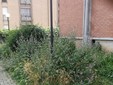 Calcinacci sul balcone e degrado