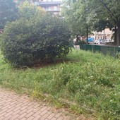erba alta in corso belgio
