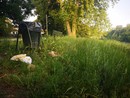 erba alta e panchine