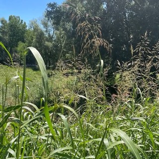 Moncalieri, l'area pic nic vicino al Chisola sommersa dall'erba alta