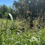 Moncalieri, l'area pic nic vicino al Chisola sommersa dall'erba alta