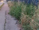 L'erba di alcuni privati finisce in strada e nasconde la visibilità alle auto (foto di archivio)