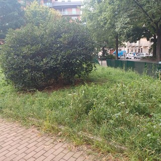 erba alta in corso belgio