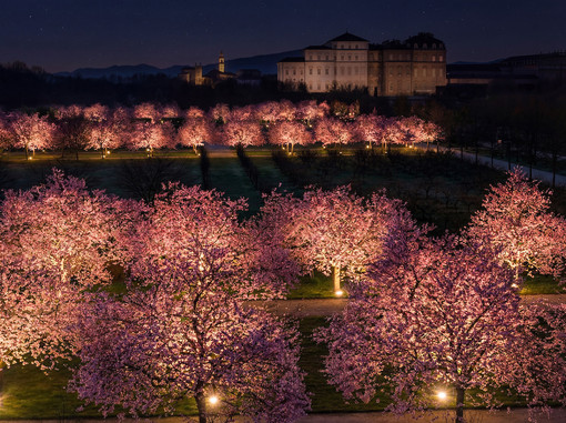 Lo spettacolo dei ciliegi in fiore alla Reggia di Venaria